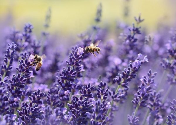 lavender and bees