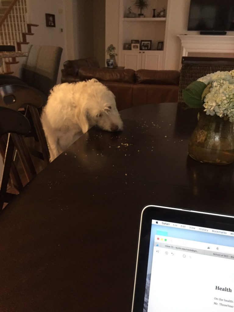 dog licking table