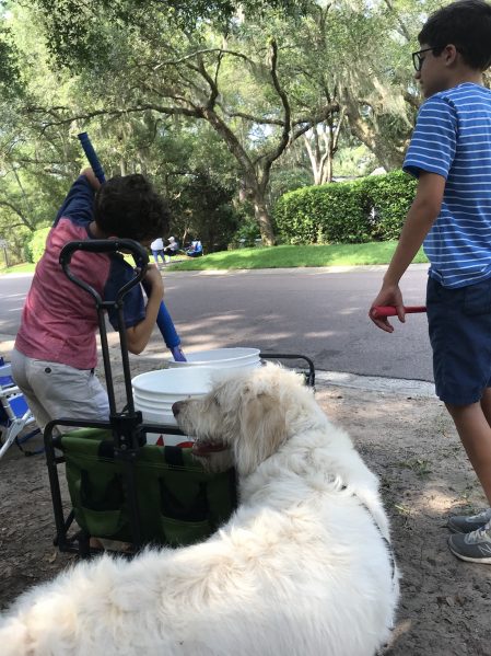 Lucy the dog Fourth of July Parade First Year Pet Expenses